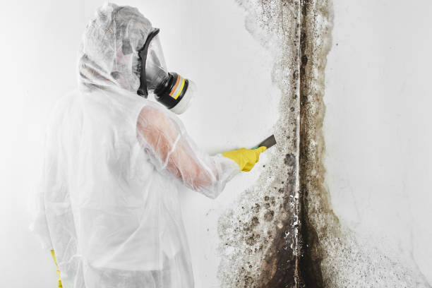 Best DIY Mold Remediation Support Services in Brighton, MI