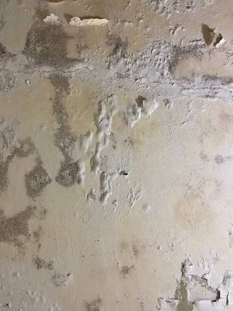 Best Bathroom Mold Remediation in Brighton, MI