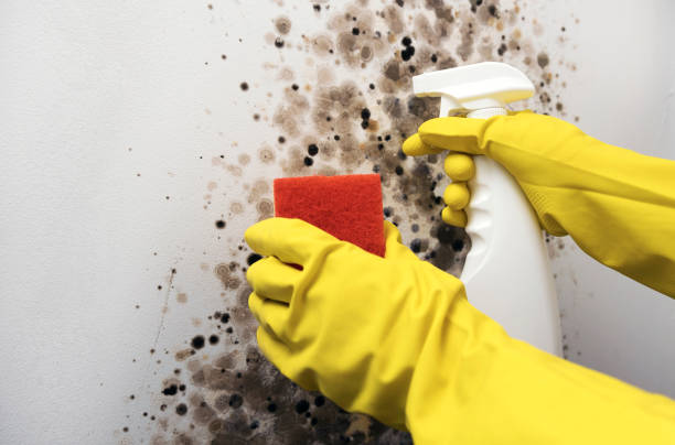 Best Attic Mold Remediation in Brighton, MI