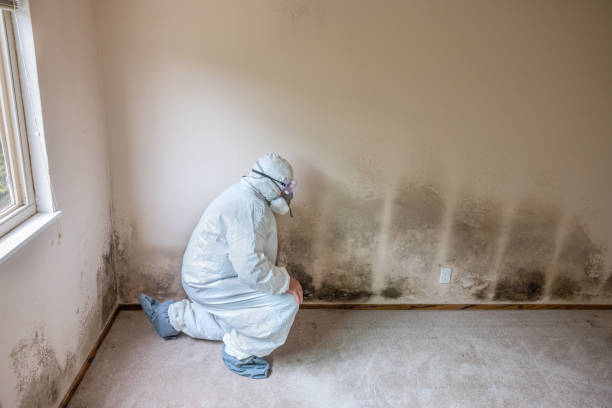 Best Post-Flood Mold Remediation in Brighton, MI