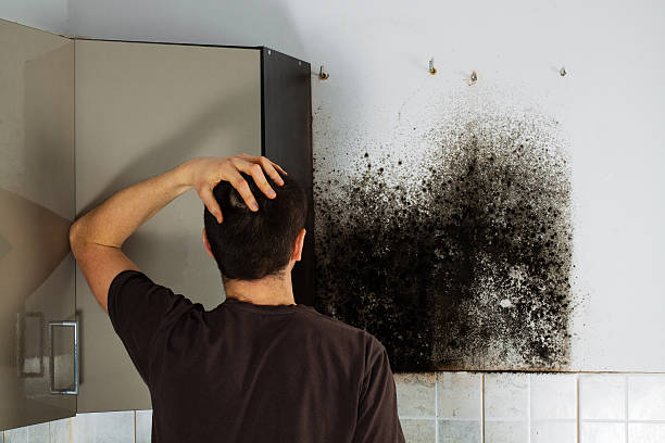 Best Residential Mold Remediation in Brighton, MI