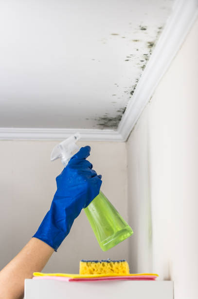 Best Basement Mold Remediation in Brighton, MI