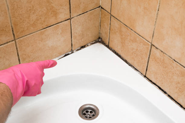 Best Black Mold Remediation in Brighton, MI